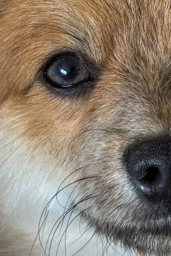 Categoria: Pet