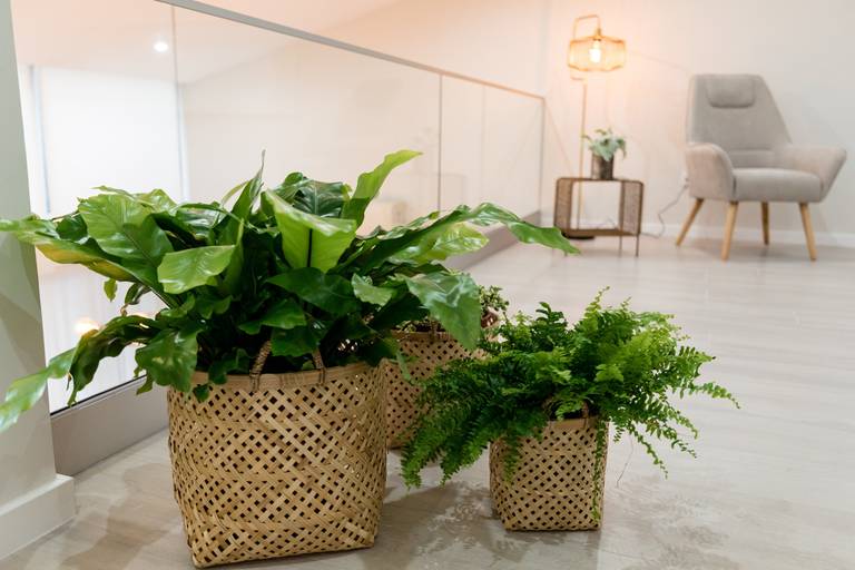 house rodrigues plantas - agua de pau - caloura