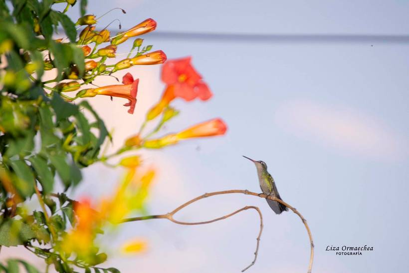 Insectos y Aves encantadoras