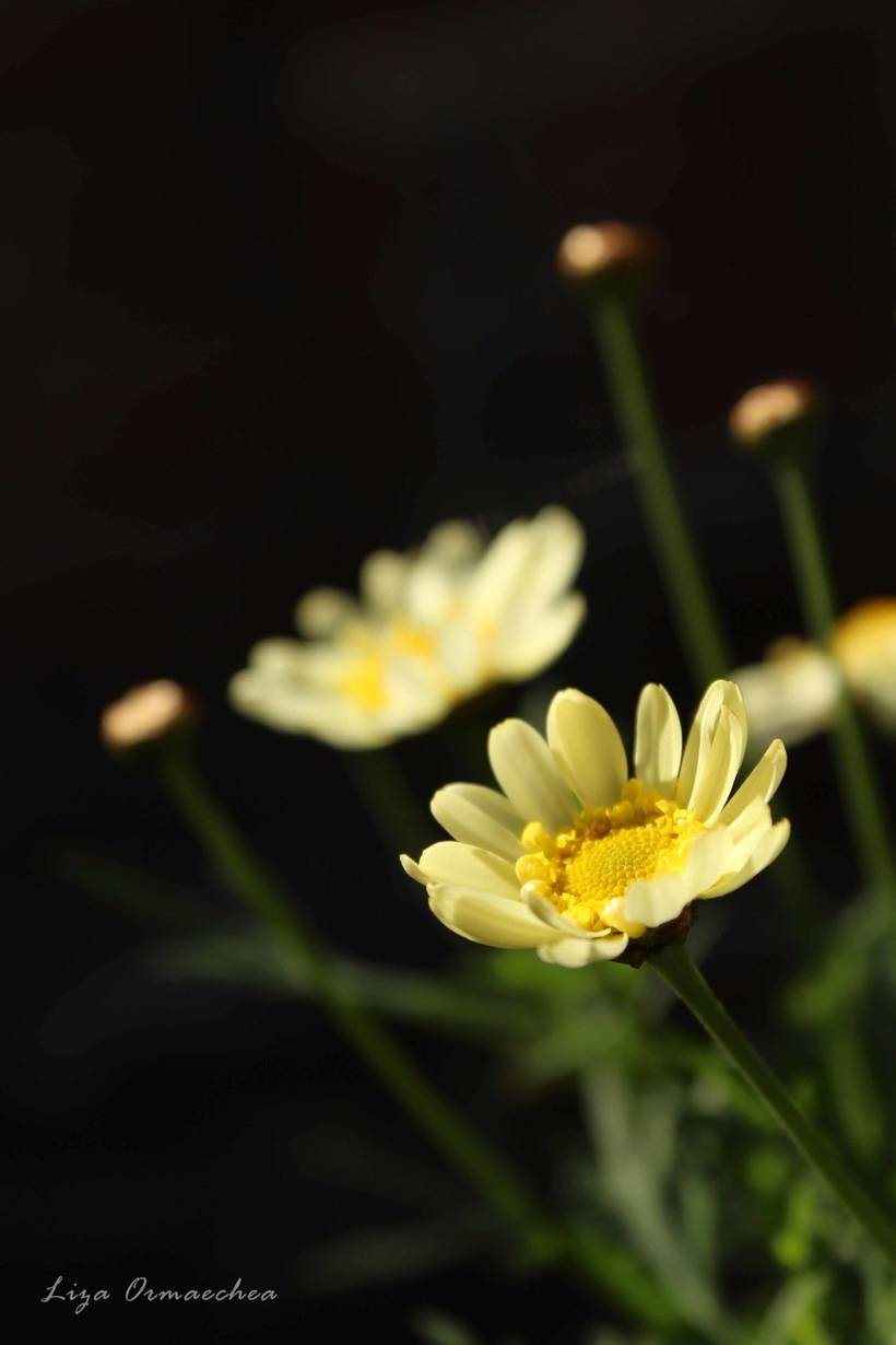Flores y plantas