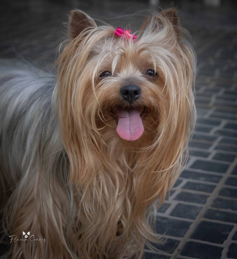 Princesa