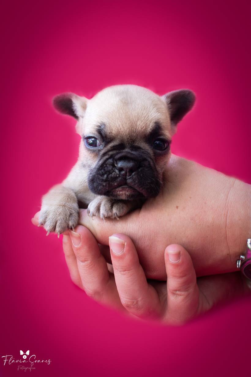 Newborn Bulldogue Francês