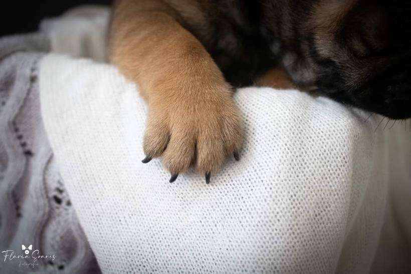 Newborn Bulldogue