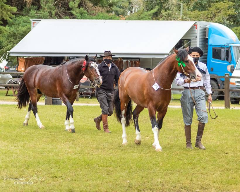 Raça Crioula. Morfologia