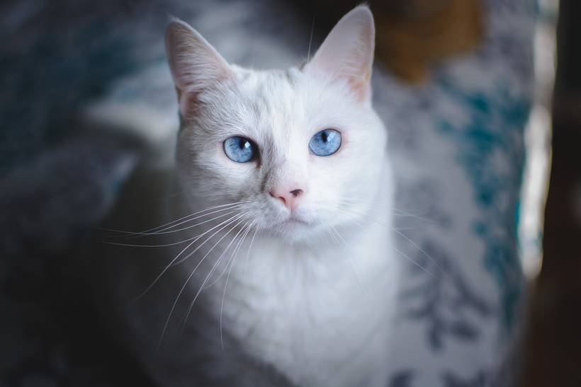 Ana Saito - Fotografia Pet e Family