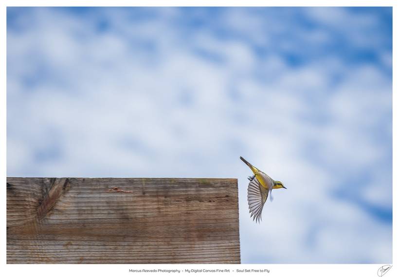 NFT - My Digital Canvas Fine Art