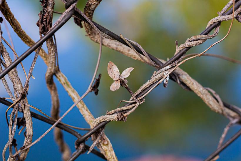 A Poesia das Linhas Silenciosas