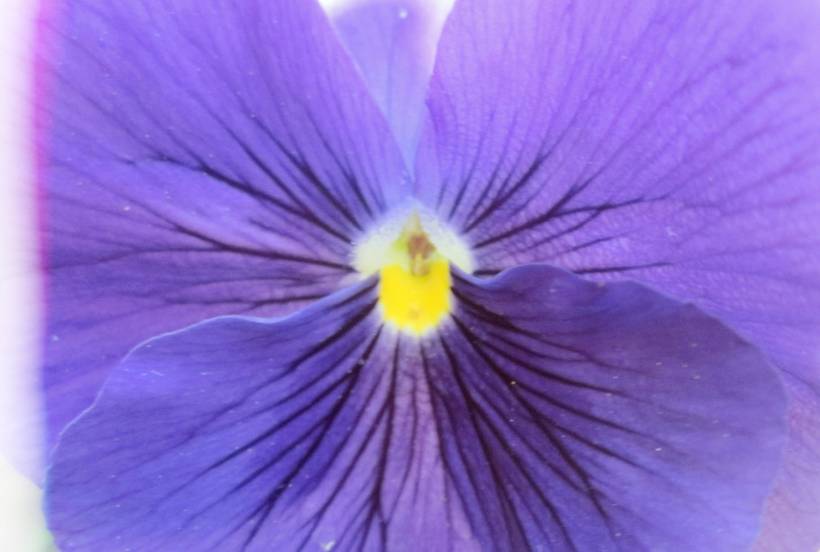 FLORA