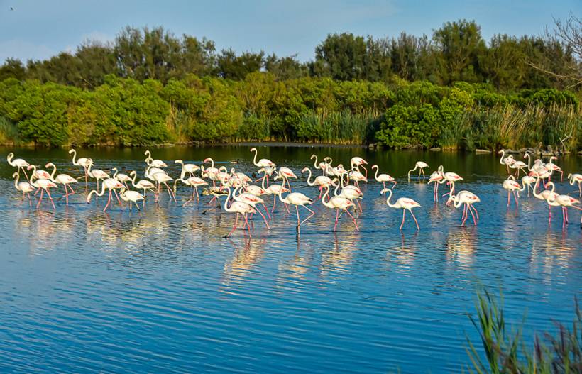  Os Flamingos Rosas- Parc Ornitologique de Camargue - France  e os Ipês Rosas