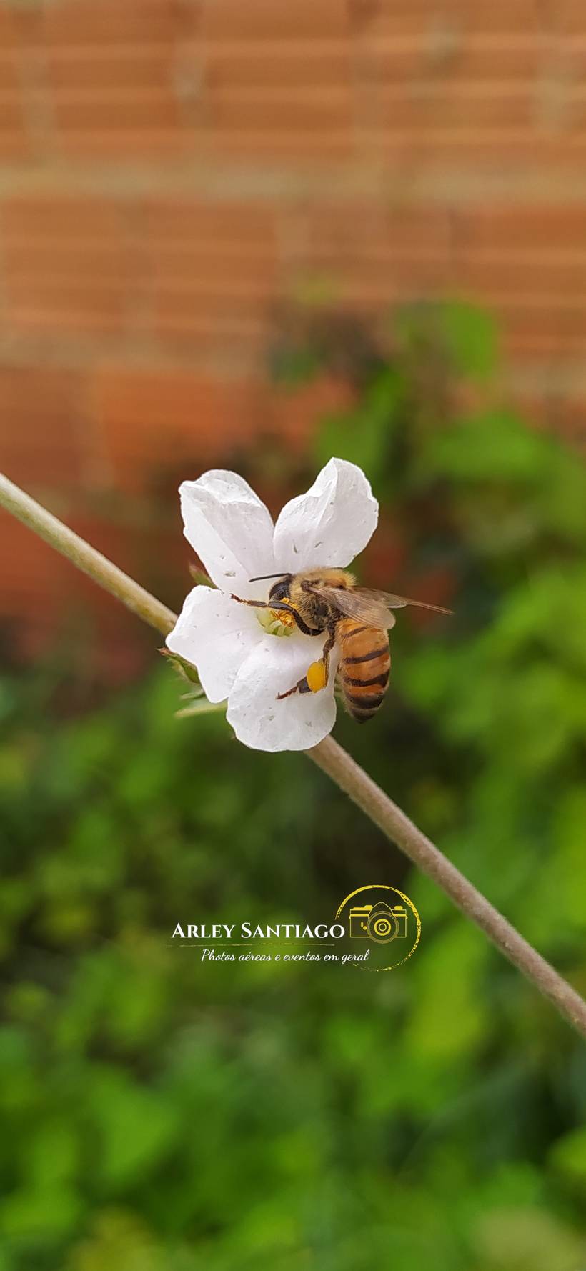 ABELHA COLHENDO POLÉN