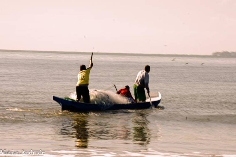 A tradicional pesca da Tainha