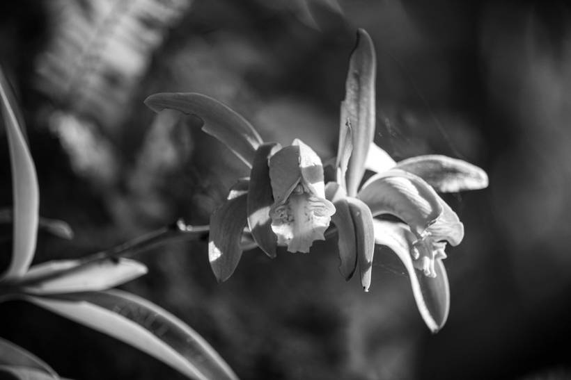 Flores de todas as cores em forma de arte