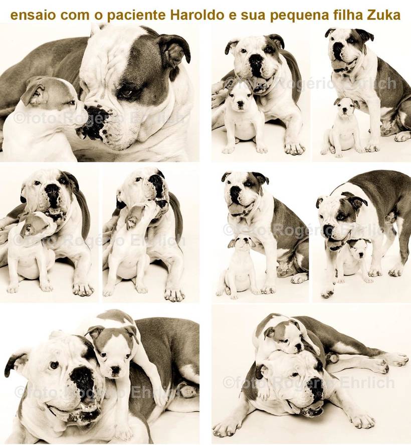 MOMENTOS DOS PETS&FAMILIAS