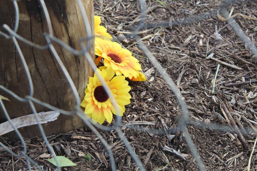 Comunidade Menino Chorão