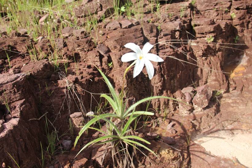 Flora piauiense autor: professora Drª.Roseli Barros