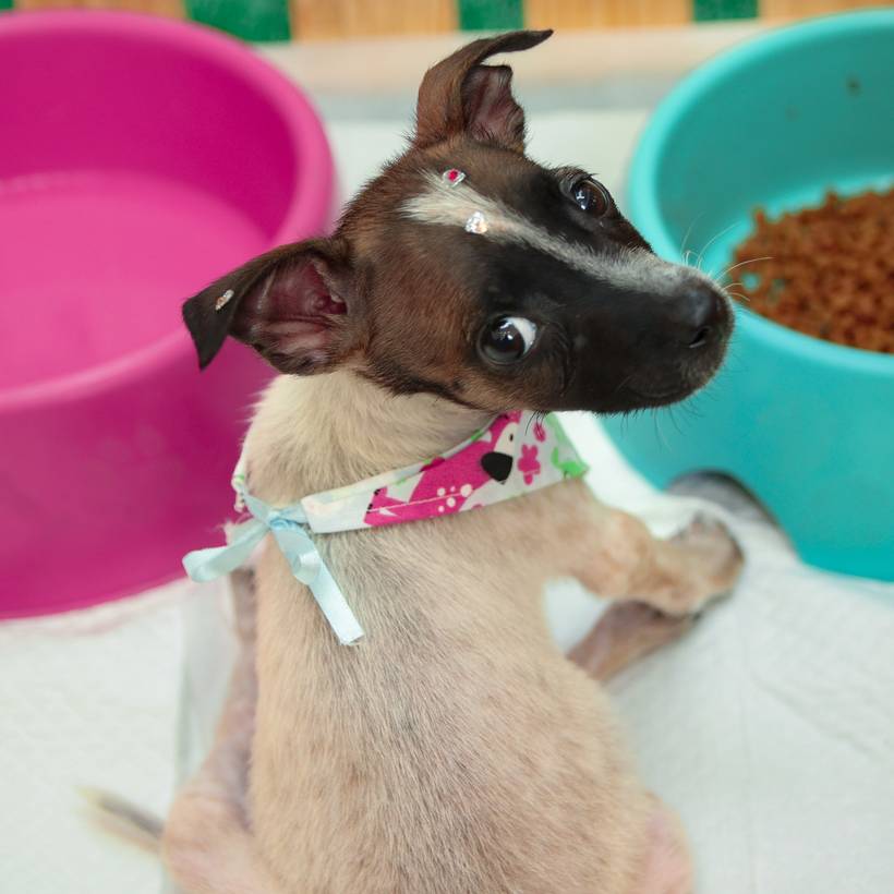 Ensaio Fotográfico Pets