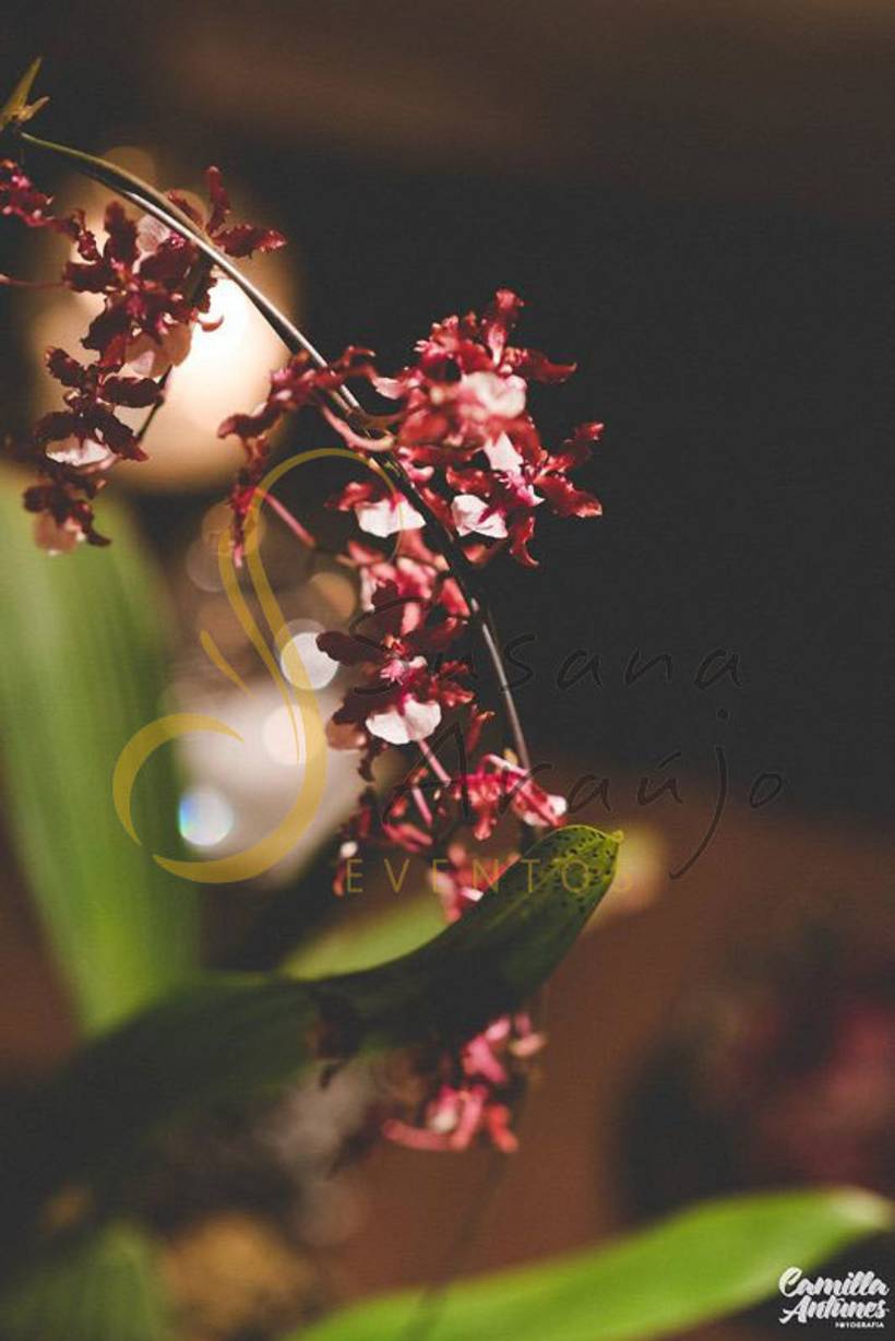 Flores Marsalla, rosa e verde