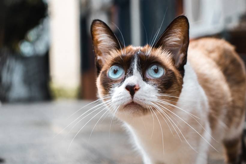 Gatos Universitários 