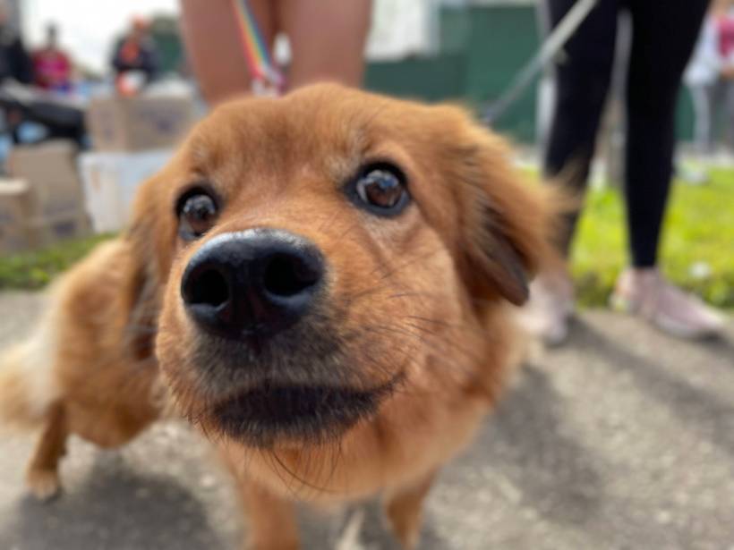 Cobertura Fotográfica - Cãominhada