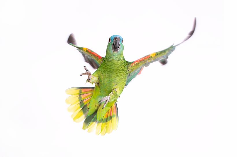 Pets Não Convencionais