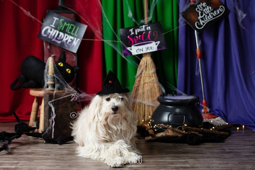 Halloween 2022 - Abracadabra