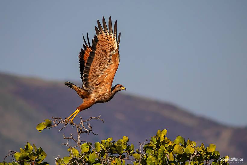 Documental e Natureza