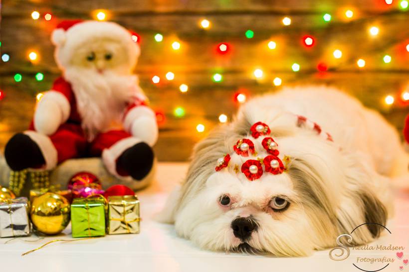 Natal encantado dos Pets 2018