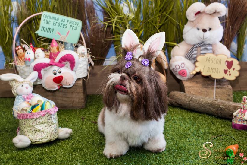 A doce Páscoa dos Pets