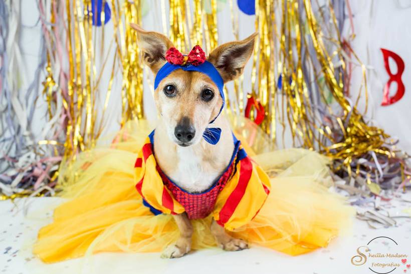 Bloquinho dos Pets 2020