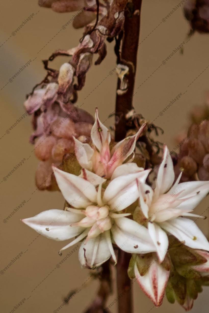 Plantas e insectos