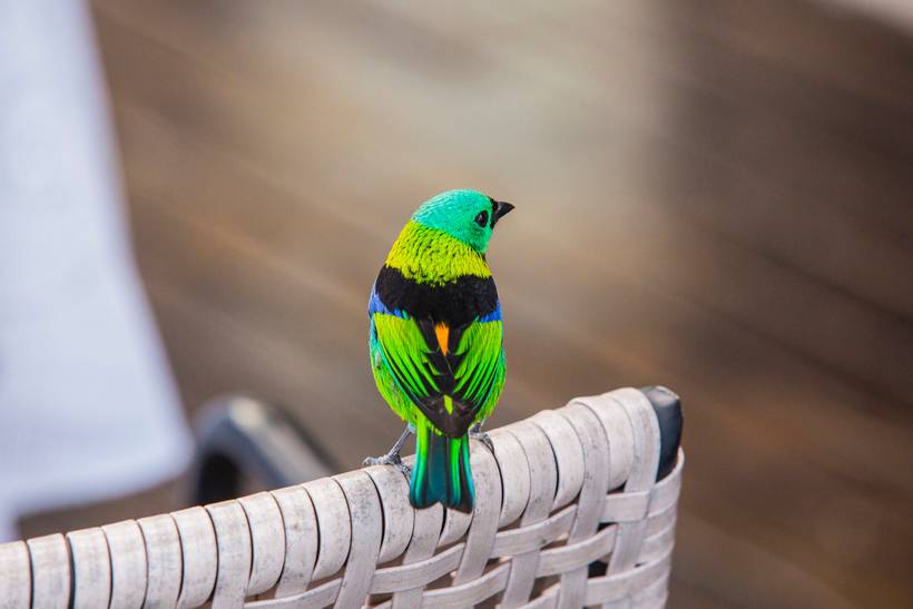 Paisagens, detalhes & Vida Animal