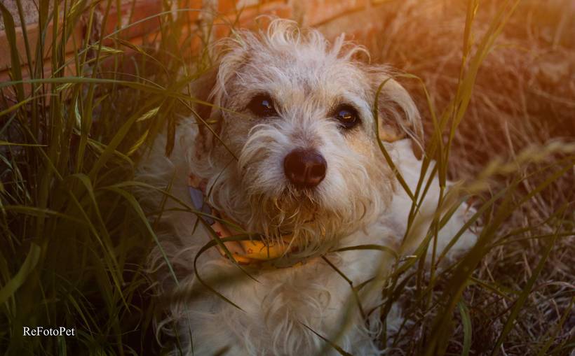 Portifólio - Cães 