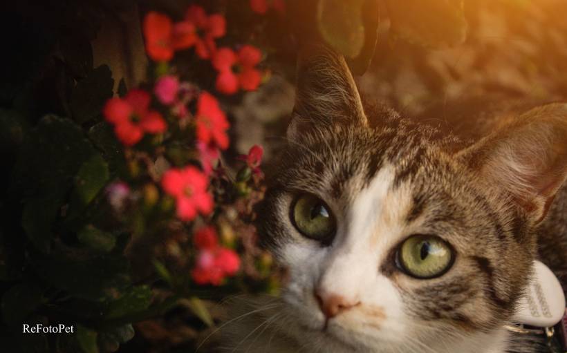 Portifólio - Gatos