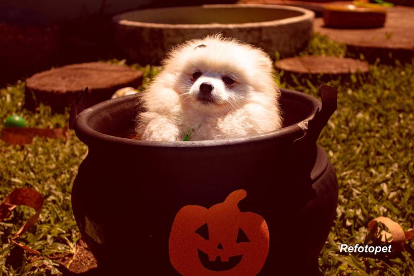 hallowen - 2024