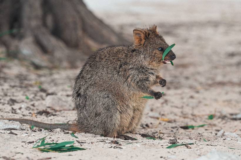 Wildlife