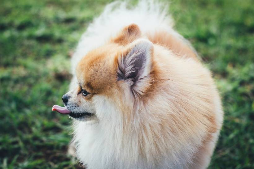 Jack - Spitz Alemão Anão