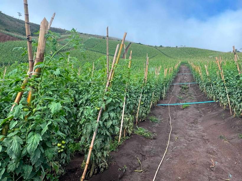 Plantações de Cooperados 