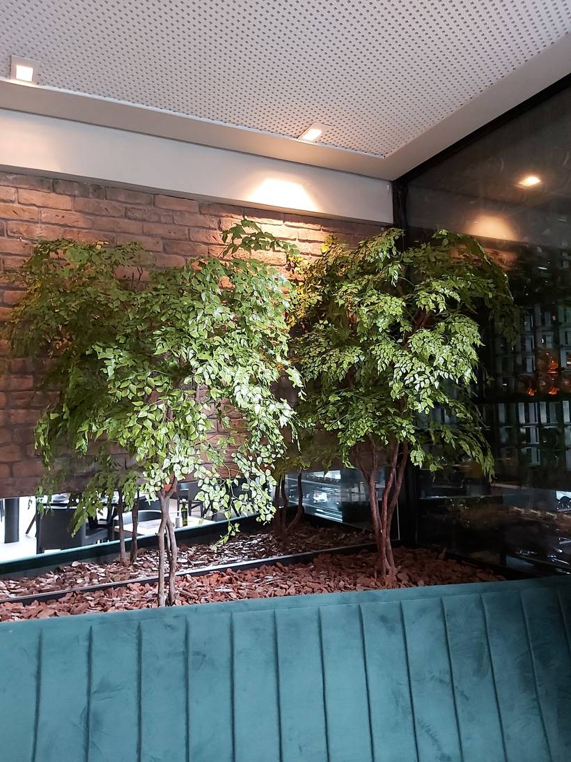 Árvore Preservada Personalizada