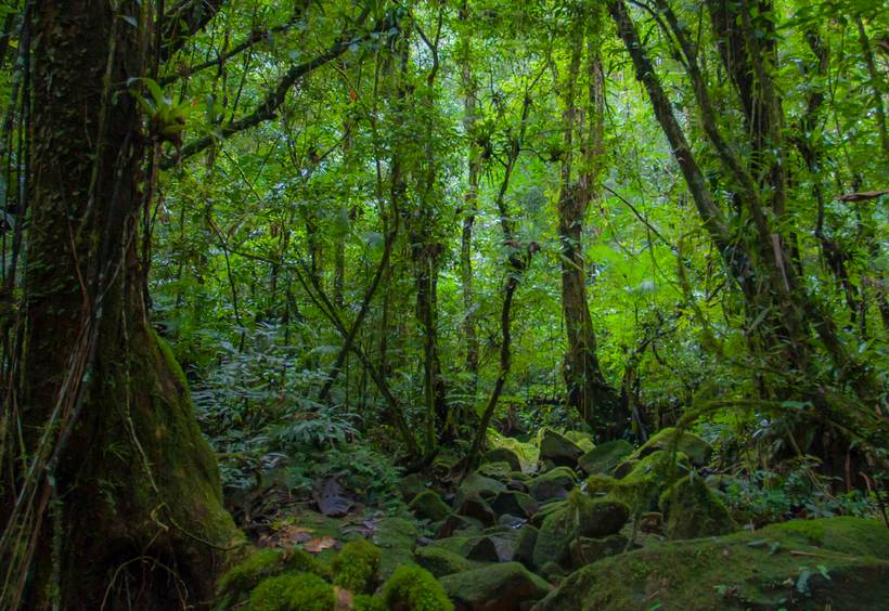 FLORESTA NUA- Natureza in Corpo