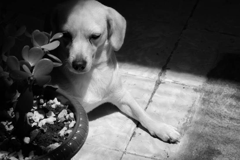 Paz