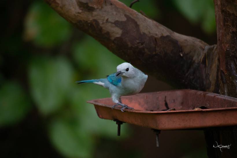 Blue bird