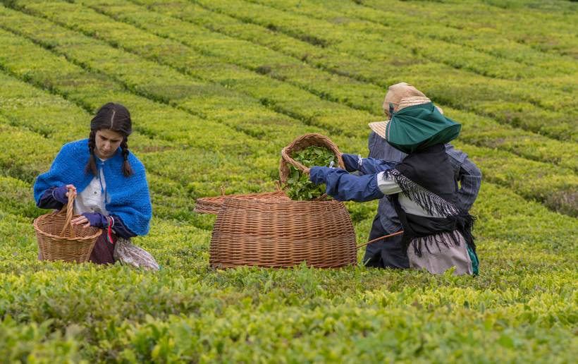 Apanha do Chá na Fábrica de Chá do Porto Formoso
