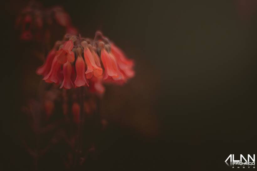 A sutileza das flores