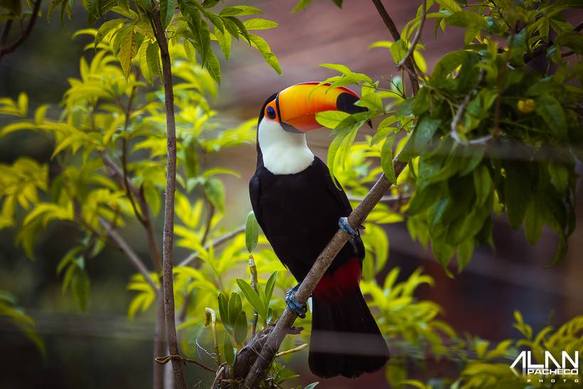 Asas para a liberdade