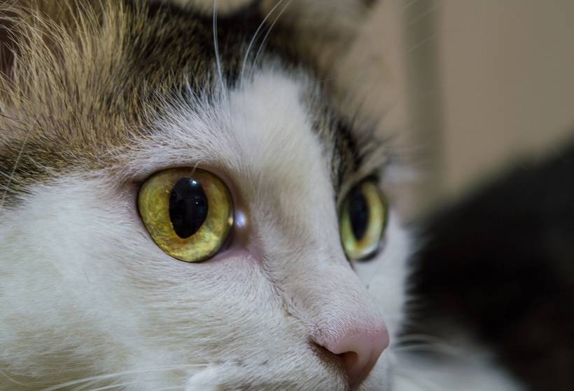 Fotos de Pet