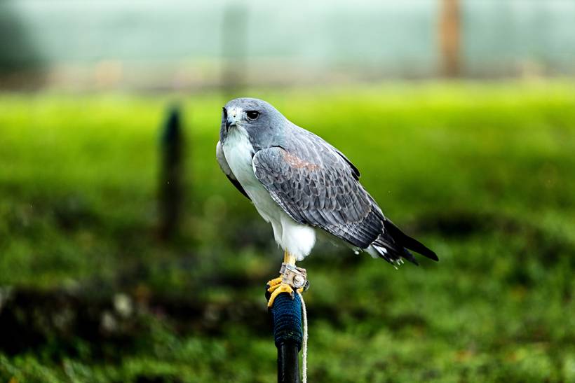 PARQUE DOS FALCÕES - SE