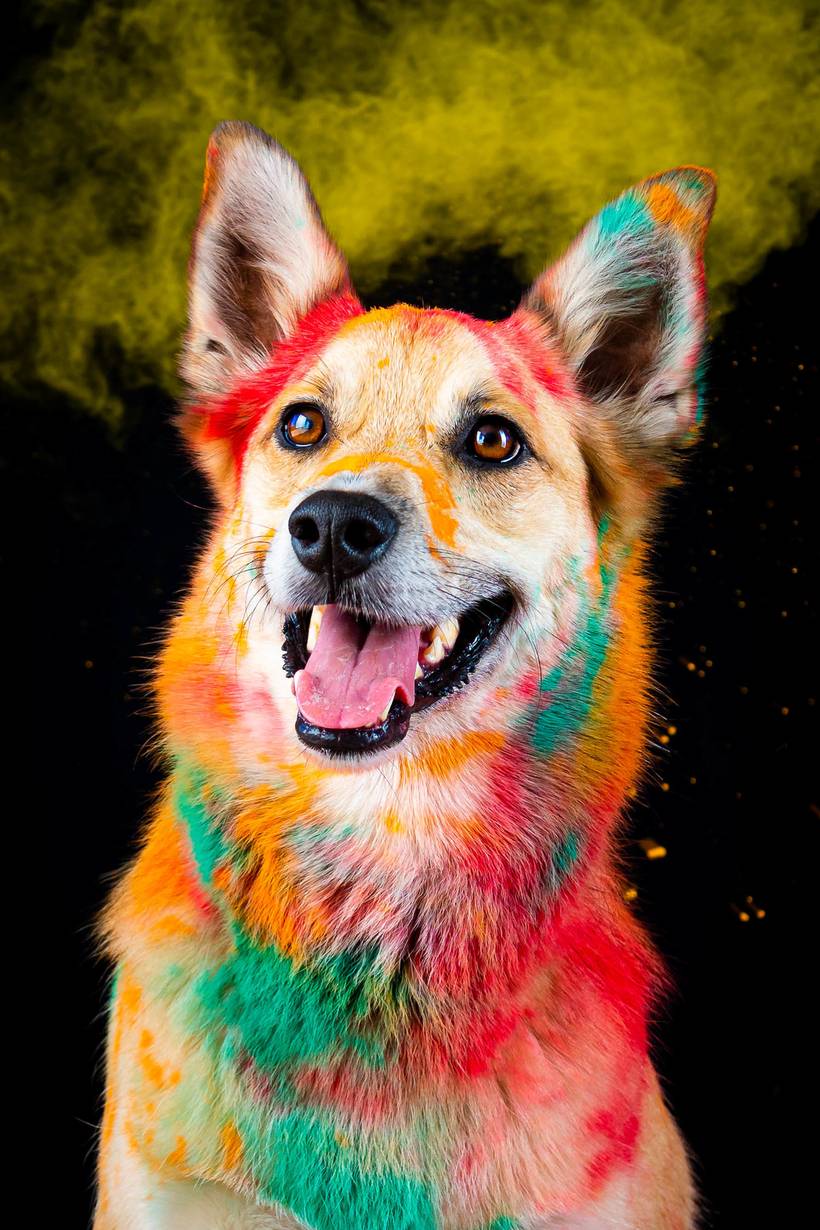 Ensaio Pets Coloridos