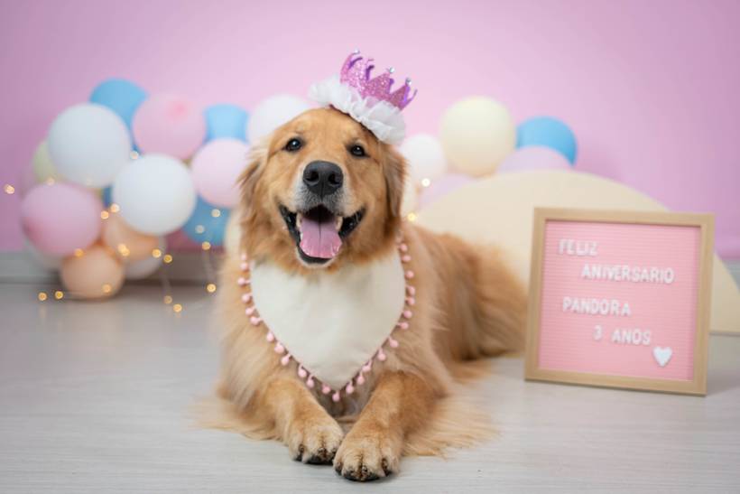 Ensaio de Aniversário Pet
