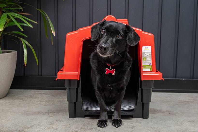 Fotografia de produtos Pet