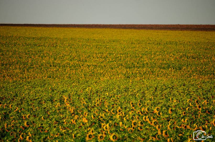 PLANTAÇÕES DE GIRASSÓIS